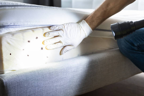 Best Emergency Pest Control  in Marshall, MN