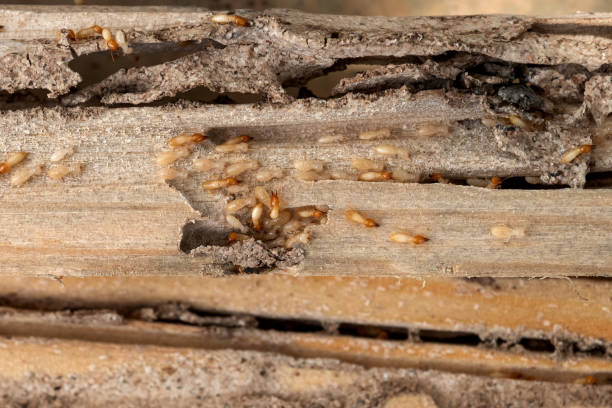 Best Bed Bug Extermination  in Marshall, MN